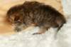 salomoboyimg_6945_small.jpg
