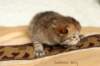 salomoboyimg_6953_small.jpg