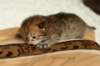 salomoboyimg_6957_small.jpg