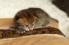 salomoboyimg_6959_small.jpg