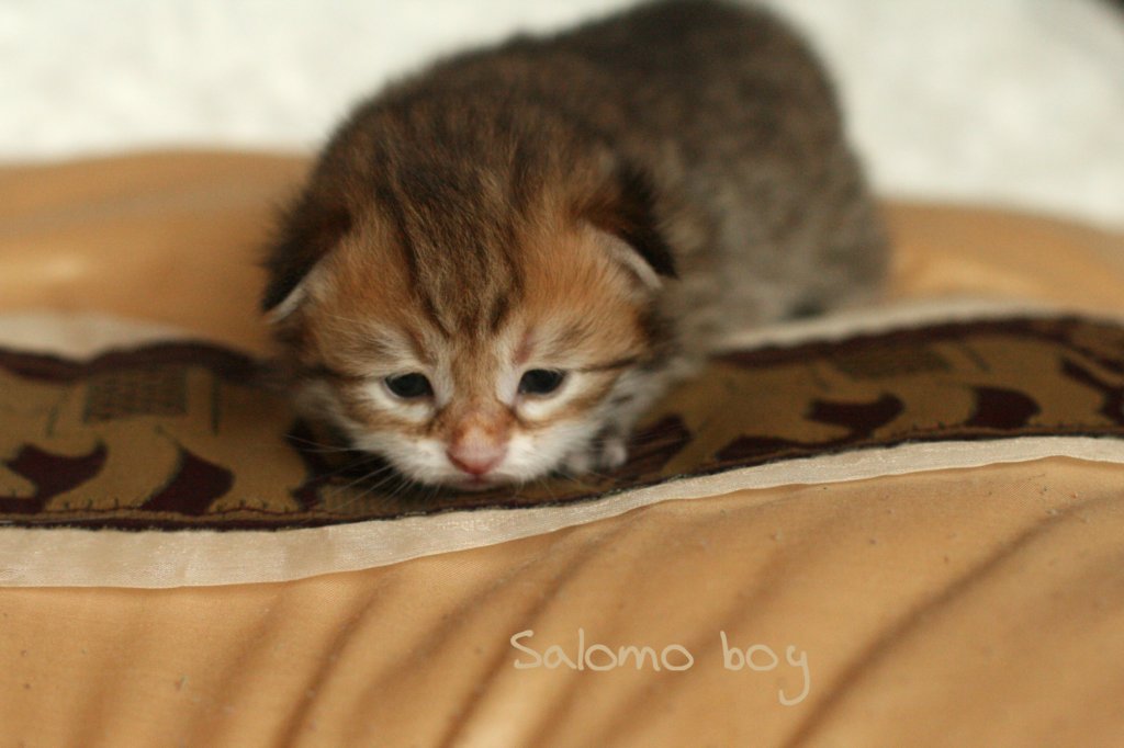 salomoboyimg_6970.jpg