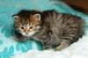 salomegirlimg_7407_small.jpg