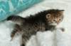salomegirlimg_7415_small.jpg