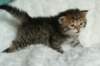 salomegirlimg_7416_small.jpg