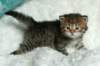 salomegirlimg_7417_small.jpg