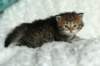salomegirlimg_7423_small.jpg
