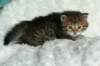 salomegirlimg_7424_small.jpg