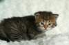 salomegirlimg_7431_small.jpg
