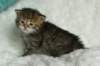 salomegirlimg_7436_small.jpg