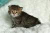 salomegirlimg_7437_small.jpg