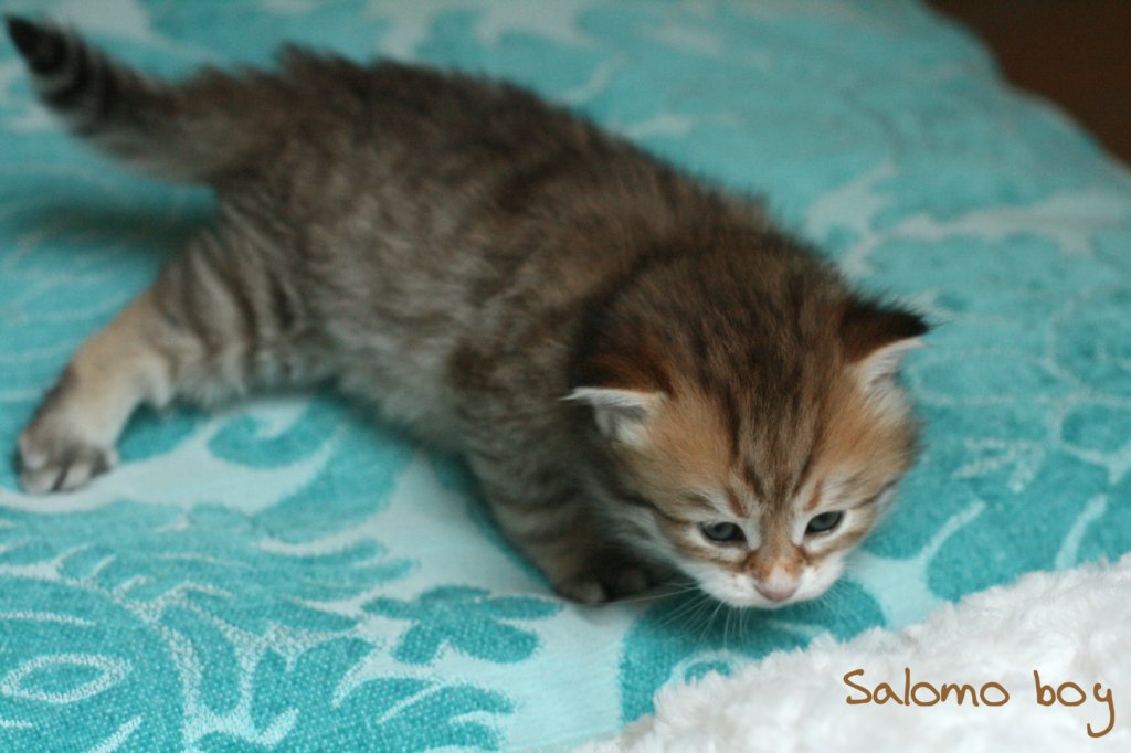 salomoboyimg_7365.jpg