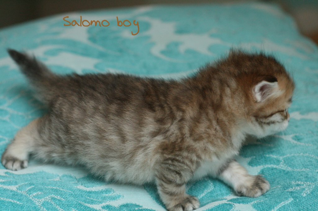 salomoboyimg_7367.jpg