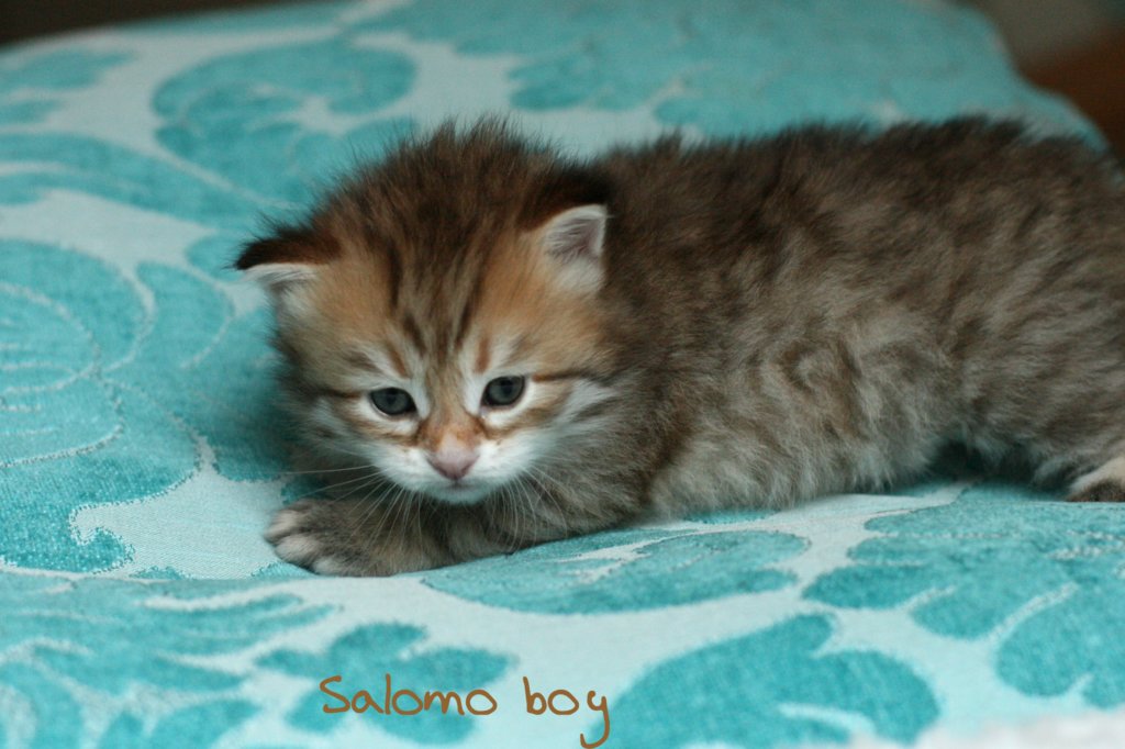 salomoboyimg_7375.jpg