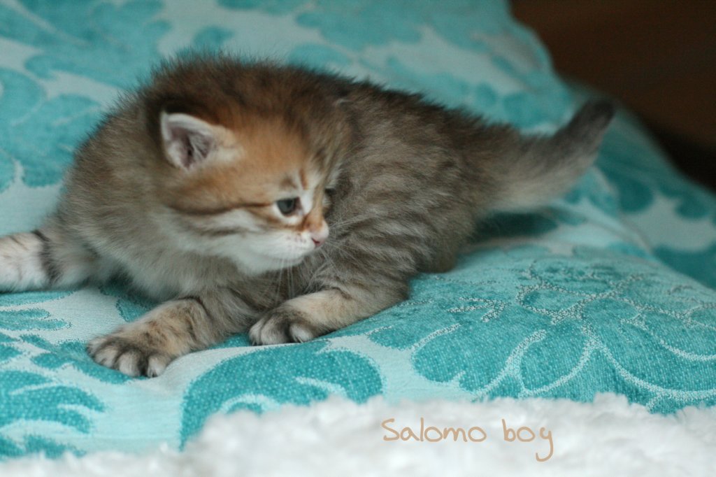 salomoboyimg_7376.jpg