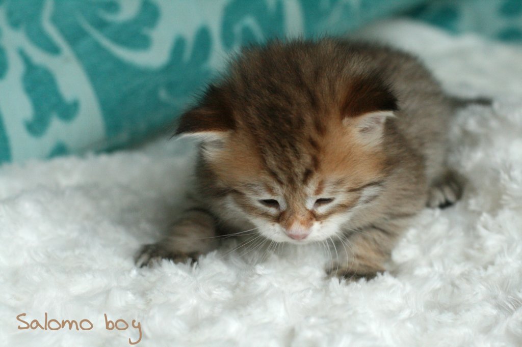 salomoboyimg_7388.jpg