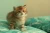 img_7754_small.jpg