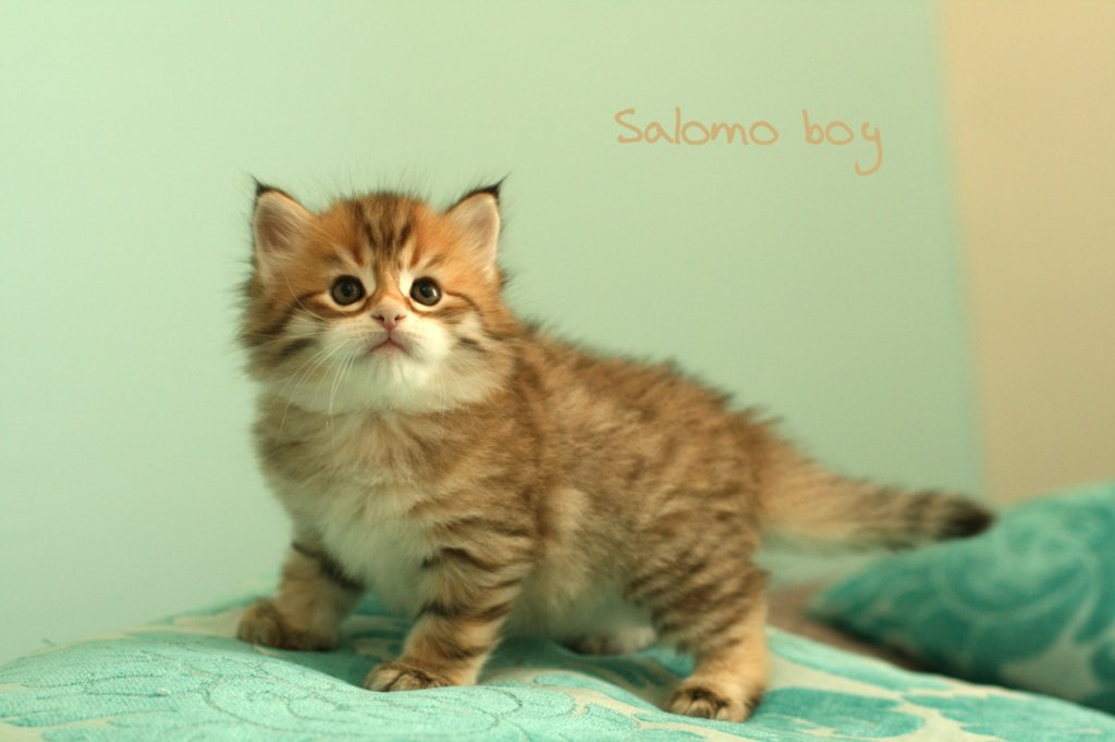 salomoboyimg_7750.jpg
