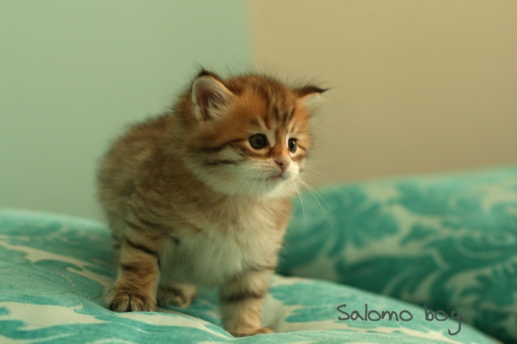 salomoboyimg_7755.jpg