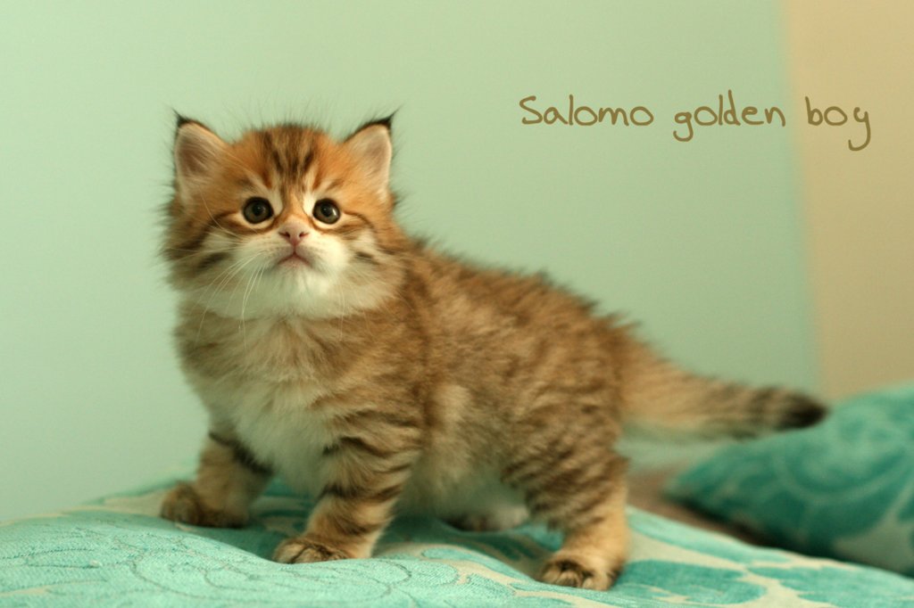 salomogoldenboy.jpg