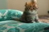 img_7896_small.jpg