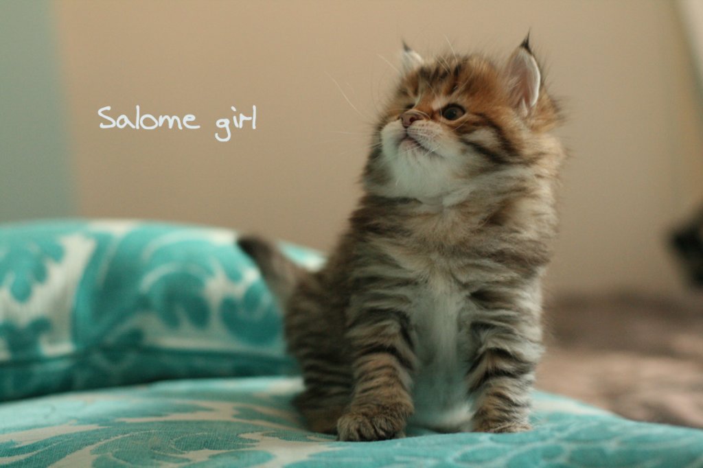salomegirlimg_7885.jpg