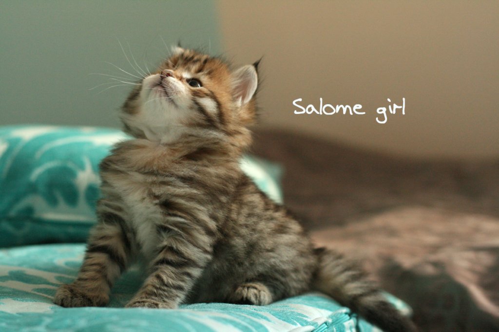 salomegirlimg_7908.jpg
