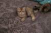 img_2597_small.jpg