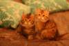 img_9636_small.jpg