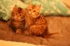 img_9638_small.jpg