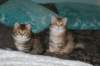 img_9645_small.jpg
