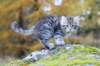 samuel9weeks111021_small.jpg