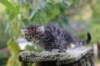 samuel6weeks20927_small.jpg