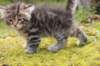 samuel6weeks20940_small.jpg