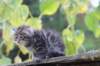 samuel6weeks20961_small.jpg