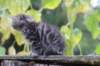 samuel6weeks20964_small.jpg