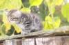 samuel6weeks20972_small.jpg