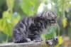samuel6weeks20979_small.jpg