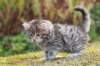sebedeus6weeks209107_small.jpg