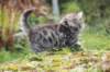 sebedeus6weeks209111_small.jpg