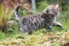 sebedeus6weeks209112_small.jpg