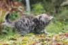 sebedeus6weeks209113_small.jpg