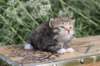 serah25weeks28831_small.jpg