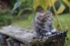 serah6weeks20924_small.jpg