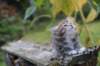 serah6weeks20925_small.jpg