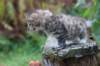 serah6weeks20927_small.jpg