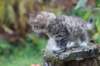 serah6weeks20928_small.jpg