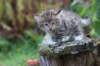 serah6weeks20929_small.jpg