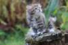 serah6weeks20930_small.jpg