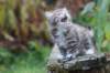 serah6weeks20931_small.jpg