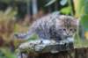 serah6weeks20933_small.jpg